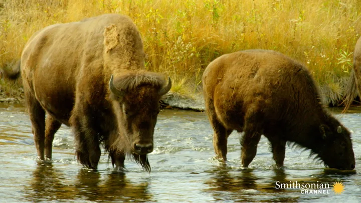 The Last Buffalo (2017)